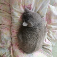 British Shorthair, Kedi  Layla fotoğrafı