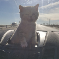 British Shorthair, Kedi  Orbis fotoğrafı