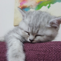 British Shorthair, Kedi  Orbis fotoğrafı