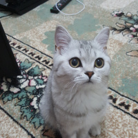 British Shorthair, Kedi  Orbis fotoğrafı