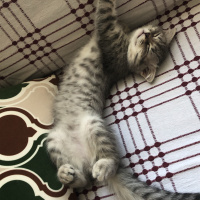 Scottish Fold, Kedi  Reçel fotoğrafı