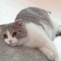 Scottish Fold, Kedi  Lokum fotoğrafı