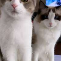 Scottish Fold, Kedi  Lokum fotoğrafı