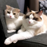 Scottish Fold, Kedi  Lokum fotoğrafı