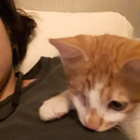 Sarman, Kedi  Köri fotoğrafı