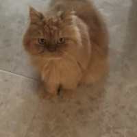 İran Kedisi (Persian), Kedi  Leo fotoğrafı