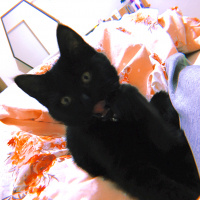 Bombay, Kedi  Lupin fotoğrafı