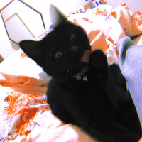 Bombay, Kedi  Lupin fotoğrafı