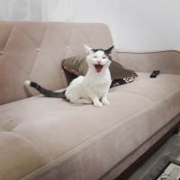 Tekir Kedi, Kedi  Rengin fotoğrafı