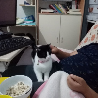 Ankara Kedisi, Kedi  Çiçi fotoğrafı