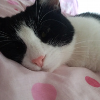 Ankara Kedisi, Kedi  Çiçi fotoğrafı