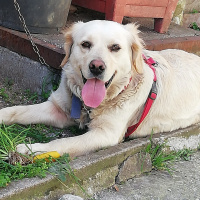 Golden Retriever, Köpek  Tarçın fotoğrafı