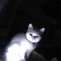 British Shorthair, Kedi  Bulut fotoğrafı