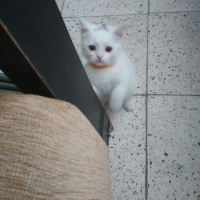 British Shorthair, Kedi  Bulut fotoğrafı