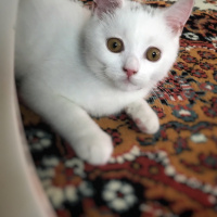 British Shorthair, Kedi  Bulut fotoğrafı