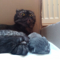 Scottish Fold, Kedi  Batikon fotoğrafı