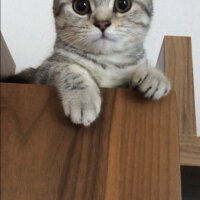 Scottish Fold, Kedi  Kofu fotoğrafı