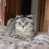 Scottish Fold, Kedi  Kofu fotoğrafı