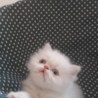 Exotic Shorthair, Kedi  PİSİ fotoğrafı