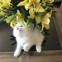 İran Kedisi (Persian), Kedi  OYUNCU fotoğrafı