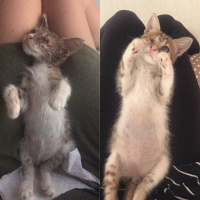 Tekir Kedi, Kedi  Mars fotoğrafı