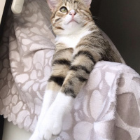 Tekir Kedi, Kedi  Mars fotoğrafı