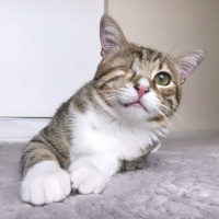 Tekir Kedi, Kedi  Mars fotoğrafı