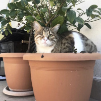 Tekir Kedi, Kedi  Mars fotoğrafı