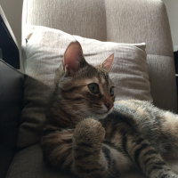 Tekir Kedi, Kedi  Tomris fotoğrafı