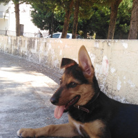 Alman Çoban Köpeği, Köpek  Fıstık fotoğrafı