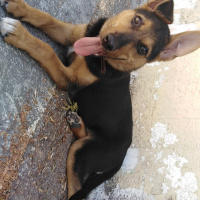 Alman Çoban Köpeği, Köpek  Fıstık fotoğrafı
