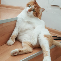 Sarman, Kedi  Tospik fotoğrafı