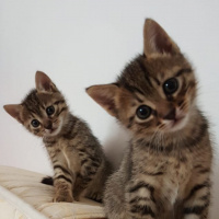 Sarman, Kedi  Tospik fotoğrafı