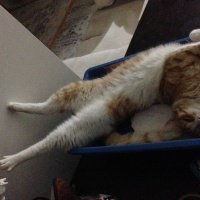 Sarman, Kedi  Tospik fotoğrafı
