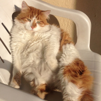 Sarman, Kedi  Tospik fotoğrafı