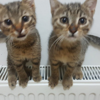 Sarman, Kedi  Tospik fotoğrafı