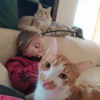 Sarman, Kedi  Tospik fotoğrafı
