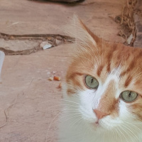 Sarman, Kedi  Tospik fotoğrafı