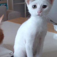 Sarman, Kedi  Tospik fotoğrafı