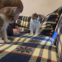 Sarman, Kedi  Tospik fotoğrafı