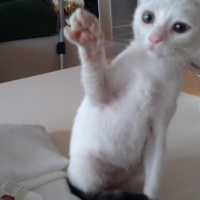 Sarman, Kedi  Tospik fotoğrafı