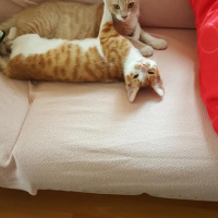 Sarman, Kedi  Tospik fotoğrafı