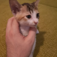 Tekir Kedi, Kedi  Henüz isim vermedim fotoğrafı