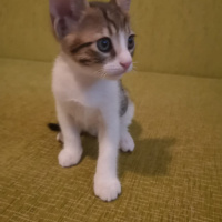 Tekir Kedi, Kedi  Henüz isim vermedim fotoğrafı