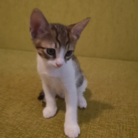 Tekir Kedi, Kedi  Henüz isim vermedim fotoğrafı