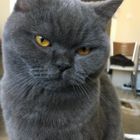 British Shorthair, Kedi  kuki fotoğrafı