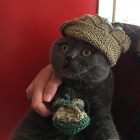 British Shorthair, Kedi  kuki fotoğrafı