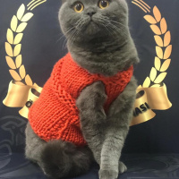 British Shorthair, Kedi  kuki fotoğrafı