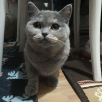 British Shorthair, Kedi  Lina fotoğrafı