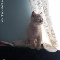 British Shorthair, Kedi  Pamuk fotoğrafı